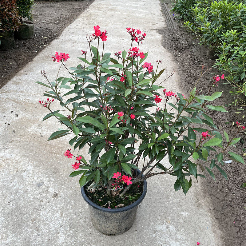 琴叶珊瑚大苗盆栽阳台庭院花园观花珊瑚花花期长粗生植物红色花朵