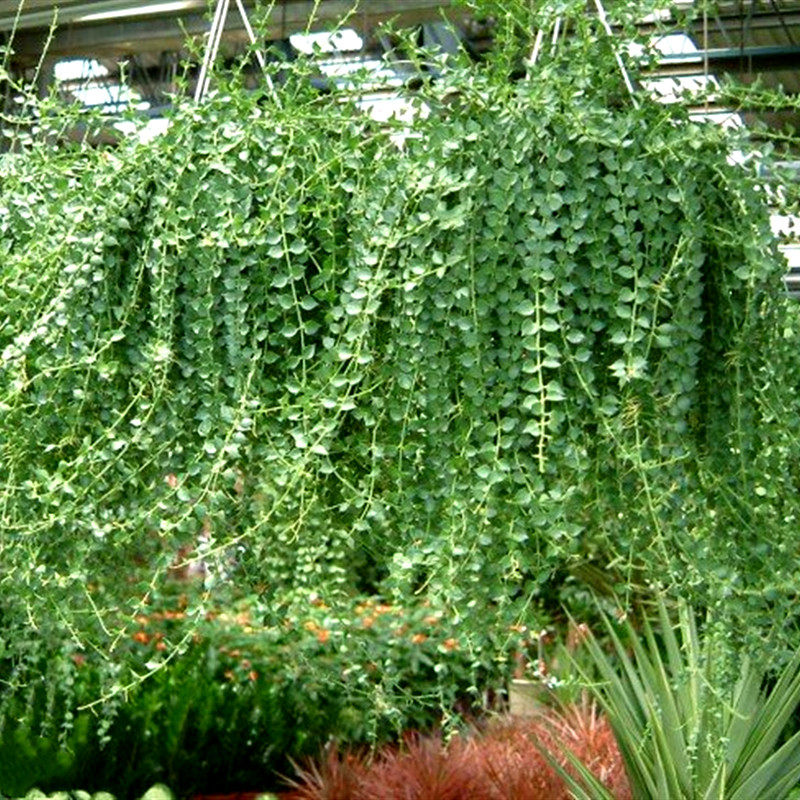 百万心吊兰植物 室内阳台窗台客厅庭院观叶垂吊多肉盆栽绿植 包邮