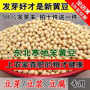 2025新粮东北黄豆农家黄豆黄豆芽豆浆豆腐专用豆笨黄豆新大豆五谷