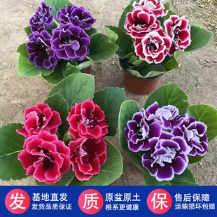 大岩桐重瓣带花苞盆栽四季 开花富贵芙蓉花带花六雪尼阳台客厅窗台