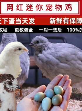 宠物鸡受精可孵化蛋网红卢芦丁小鸡礼服卵鹌鹑德系纯白瓦灰色观赏
