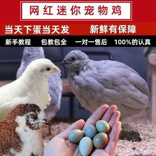 宠物鸡受精可孵化蛋网红卢芦丁小鸡礼服卵鹌鹑德系纯白瓦灰色观赏