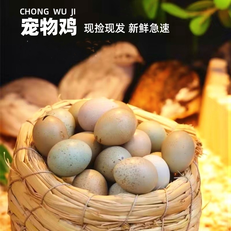 宠物鸡受精可孵化蛋网红芦丁小鸡礼服卵鹌鹑德系纯白瓦灰色观赏