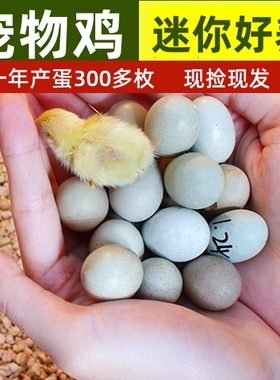 宠物鸡受精可孵化蛋网红芦丁小鸡礼服卵鹌鹑德系纯白瓦灰色观赏