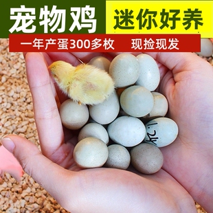 宠物鸡受精可孵化蛋网红芦丁小鸡礼服卵鹌鹑德系纯白瓦灰色观赏