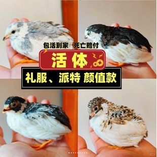 芦丁鸡活物观赏卢丁鸡活体迷你宠物50-90天成鸡白色礼服成年大鸡