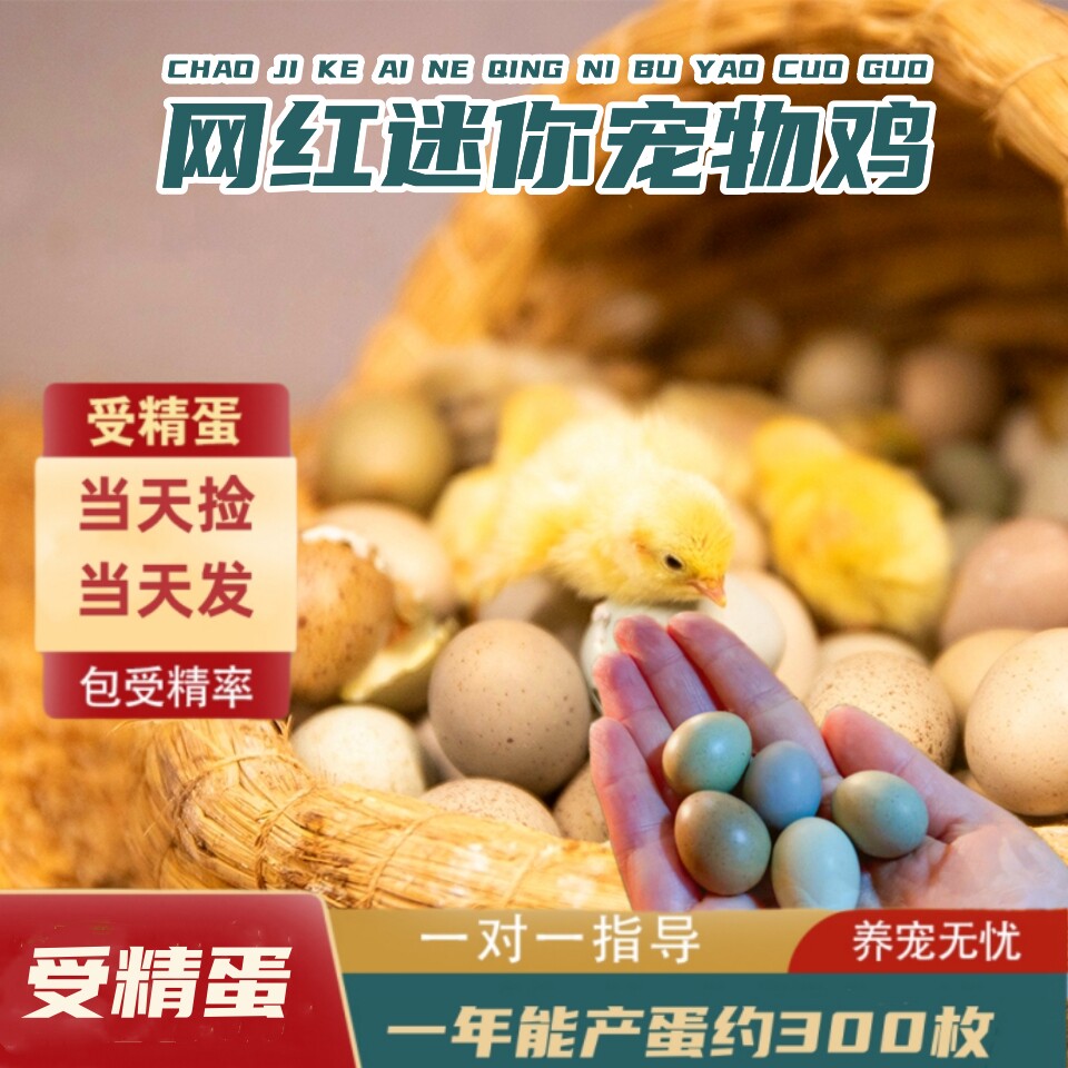 宠物鸡可孵化受精种蛋迷你网红小鸡蛋纯白礼服瓦灰德系变异受精卵属于什么档次？