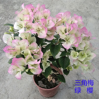 三角梅美观趣味净化空气木本花卉