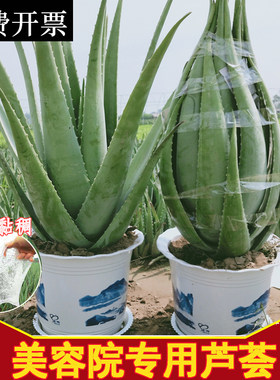 美容院芦荟灌肤补水自制面膜盆栽