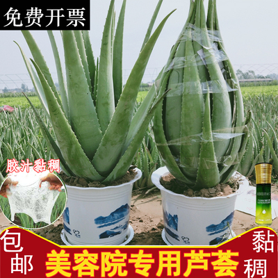 美容院芦荟灌肤补水自制面膜盆栽