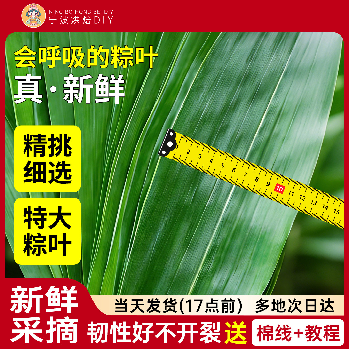 粽子叶新鲜特大号粽叶箬叶端午包图片