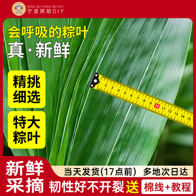 粽子叶新鲜特大号粽叶箬叶端午包