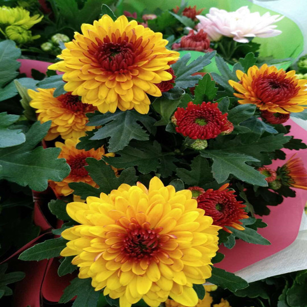 绿植带花四季易活不断室外荷兰菊