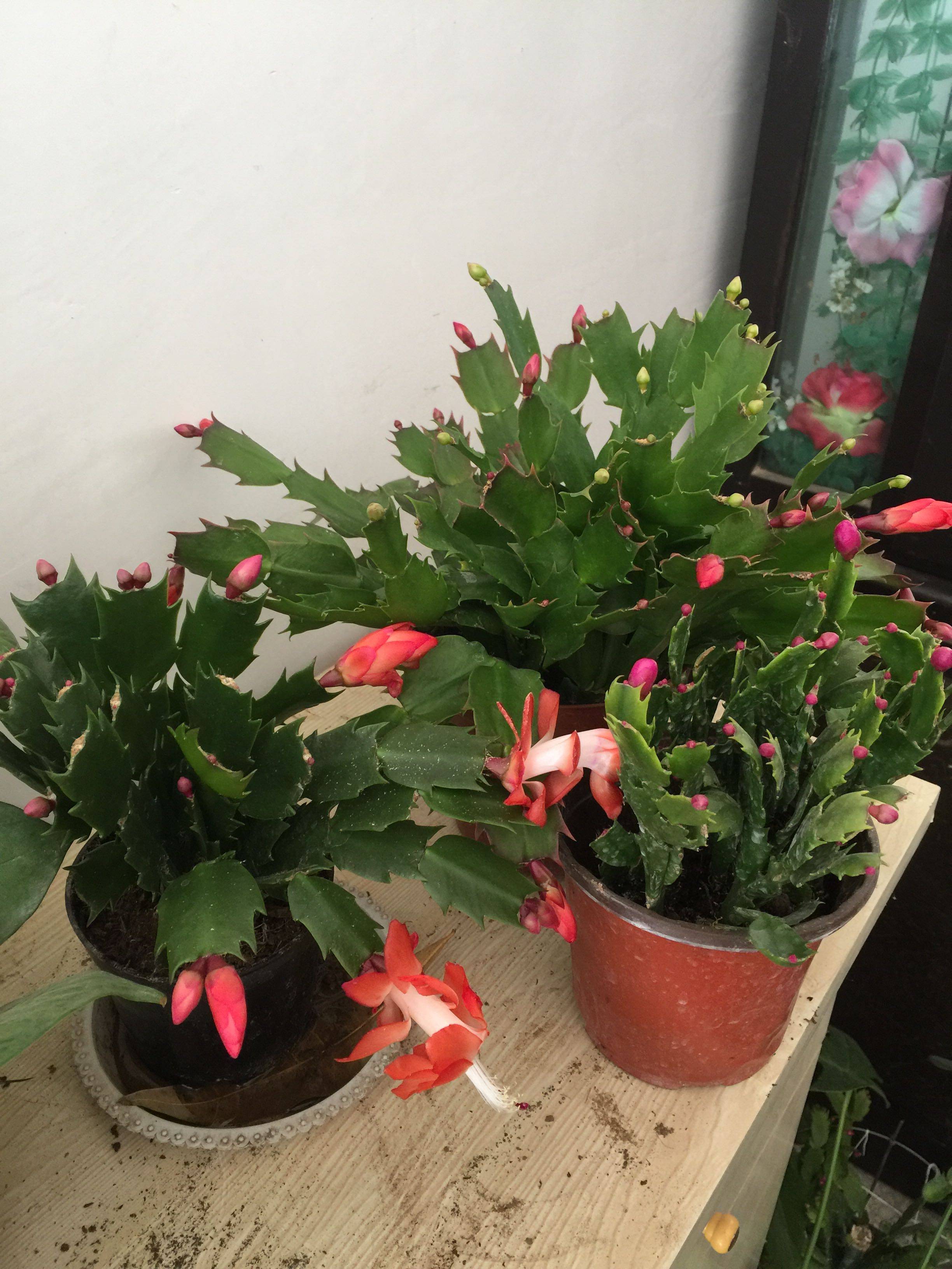 室内盆栽花卉蟹爪兰圣诞仙人掌