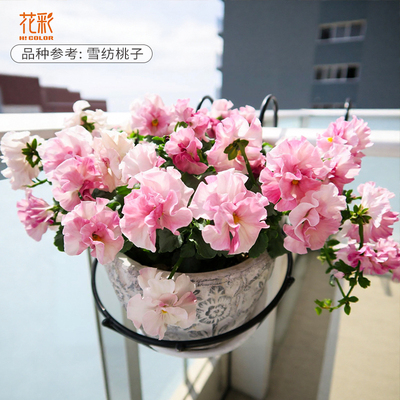 花彩粉色皱边角堇花苗盆栽耐寒花