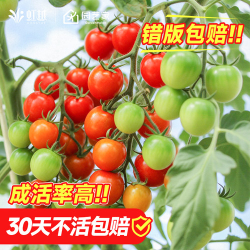 虹越园艺家番茄西红柿苗盆栽阳台