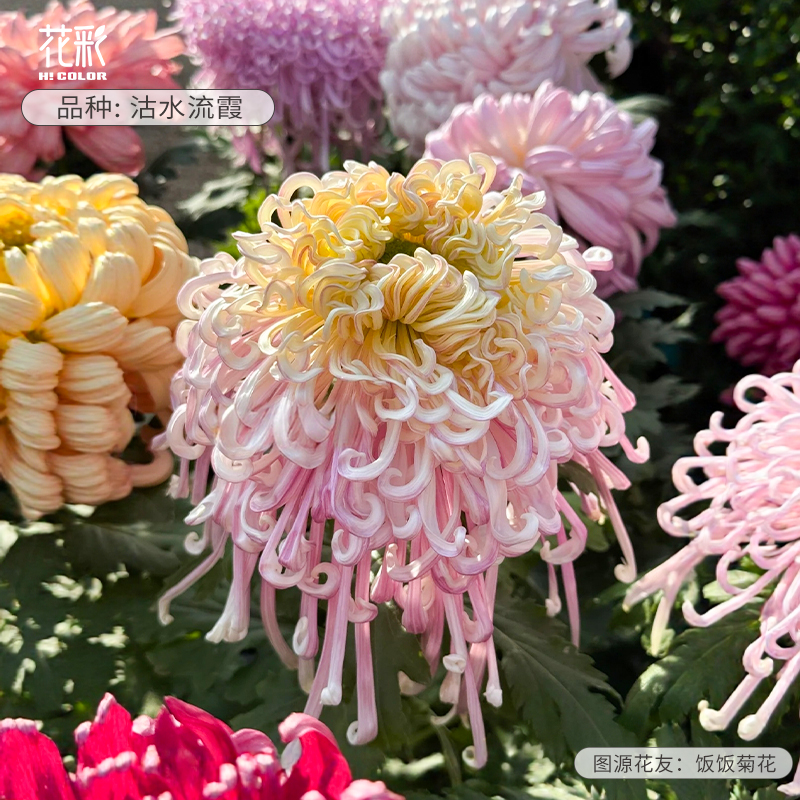 花彩传统大菊盆栽独本菊沽水流霞