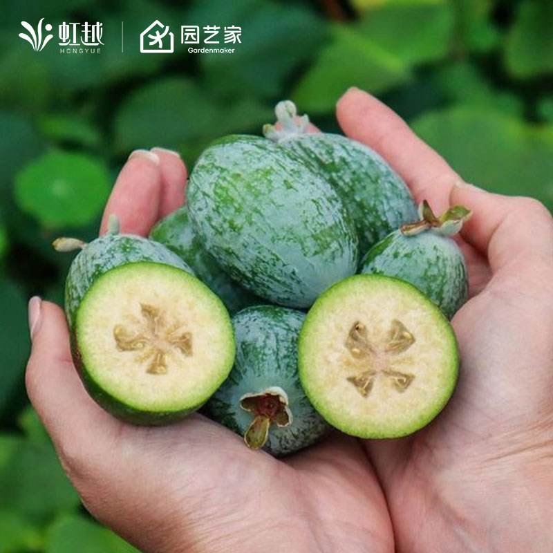 虹越菲油果树果苗盆栽南方种植四季阳台庭院花园斐济果安德烈,鲜花速递/花卉仿真/绿植园艺,果树,淘宝优惠券,粉丝福利购,淘宝优惠卷