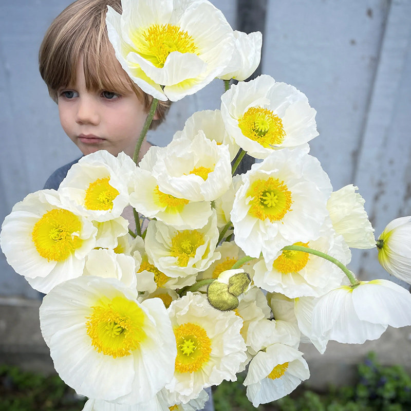 花彩虞美人盆栽阳台灰雪莉庭院花境植物耐寒室内家居瓶插装饰切花,鲜花速递/花卉仿真/绿植园艺,时令草本花卉,淘宝优惠券,粉丝福利购,淘宝优惠卷