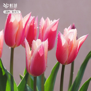 进口香奈儿郁金香种球自然球5度球有香味花种花园盆地栽花卉虹越