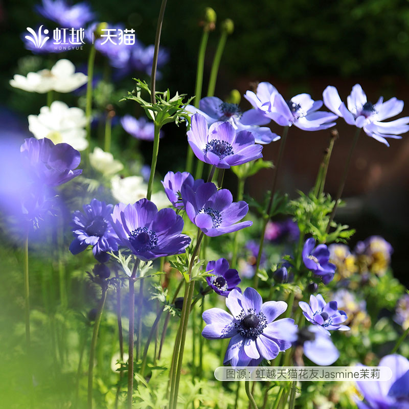 番红花银莲花雪片莲蓝铃花种球