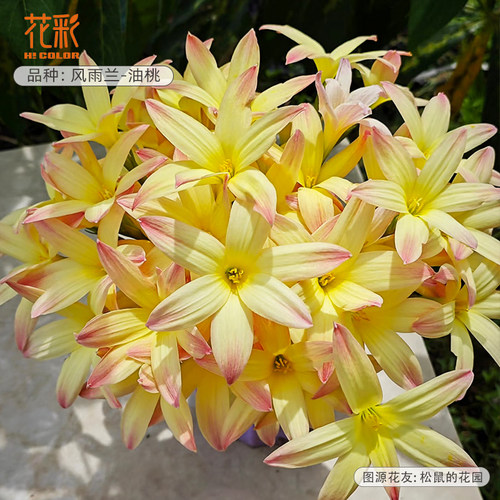 虹越风雨兰种球胖丽丽夏季耐热