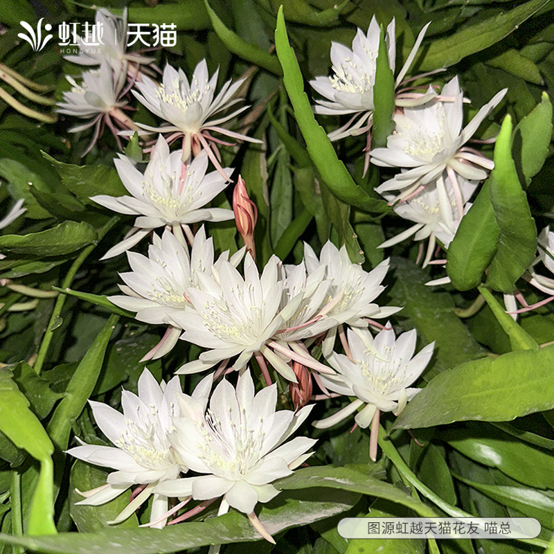 花彩昙花丝苇盆栽板植挂墙壁阳台垂吊鱼骨令箭庭院耐阴室内绿植物