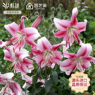 OT百合种球虹越荷兰进口种植球根牛仔安娜塔西亚盆栽多年生种预售