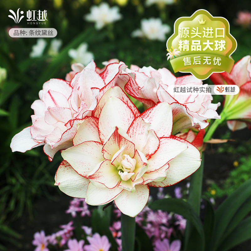 朱顶红大种球进口重瓣花卉