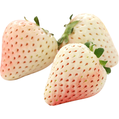 虹越粉玉草莓苗果树盆栽