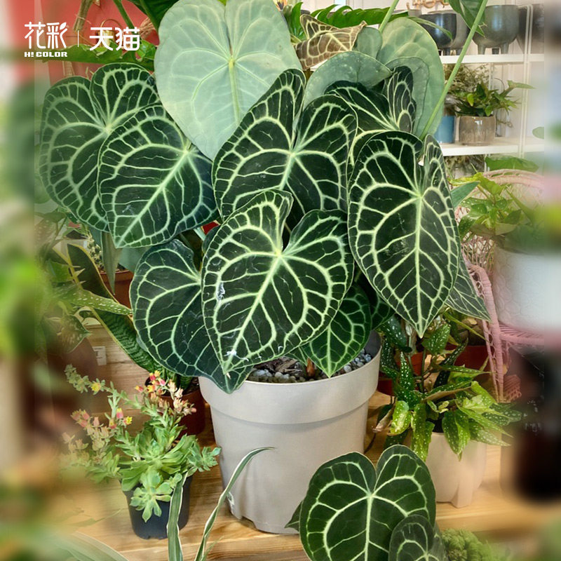 花彩克莱恩花烛蔓绿绒盆栽苗客厅办公桌阳台种植物观叶多年生常绿