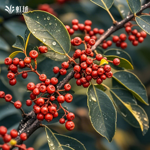 虹越花椒苗树盆栽大红袍当年结果麻椒食用南方北方种植花椒树