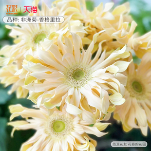 花彩卷边高杆非洲菊苗盆栽香格里拉阳台夏季耐热多年生扶郎花亚丁