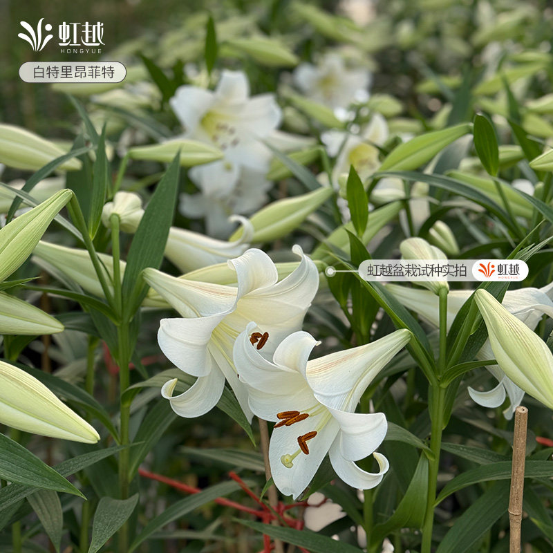百合种球新手推荐易养护图片
