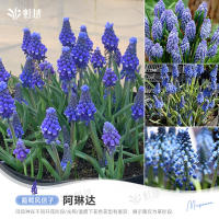Sunrise grape hyacinth bulbs, indoor and outdoor, balcony potted, ground planted perennial flowers, imported Hongyue pre-sale thumbnail 7