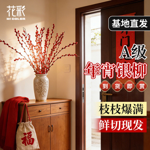 花彩银柳真花鲜枝客厅摆件室内瓶插干养新春节年宵花装饰新年氛围