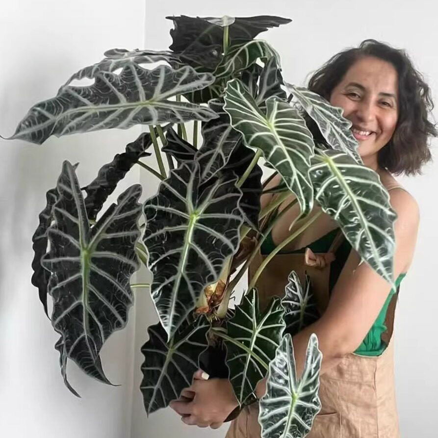 花彩大仙女海芋盆栽植物室内好养办公室桌面客厅四季观叶绿植摆件