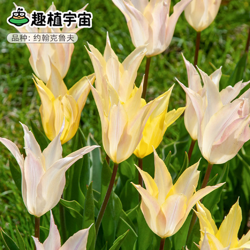 趣植宇宙进口郁金香种球5度球约翰克鲁夫阳台盆栽耐寒群植花预售