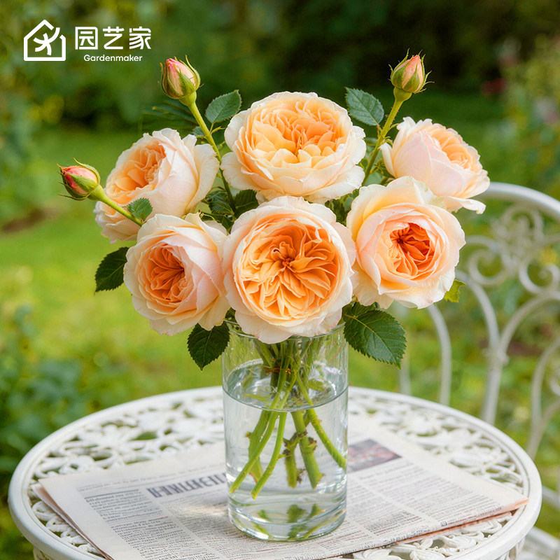 朱丽叶朱丽叶切花月季玫瑰虹越图片
