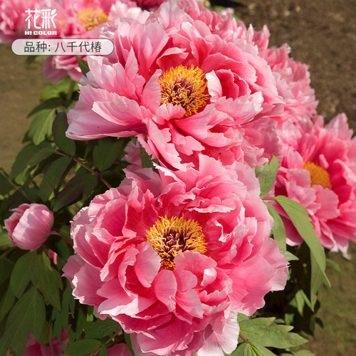花彩牡丹花树苗裸根多年生老桩