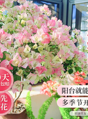 虹越绿樱重瓣三角梅四季开花盆栽大苗爬藤花卉植物阳台花树苗老桩