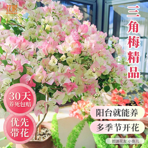 绿樱三角梅盆栽爬藤花卉四季开花