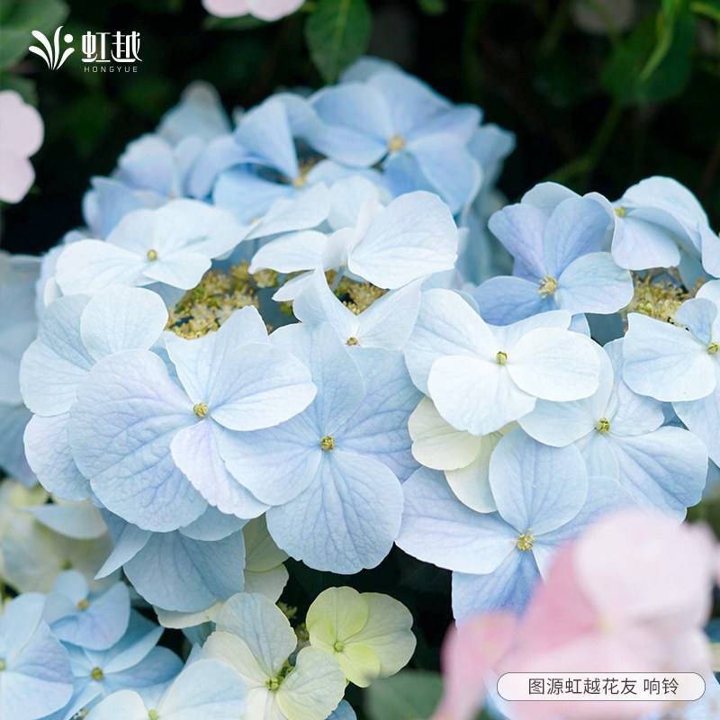 虹越带花绣球花盆栽无尽夏花园地栽多年生落跑新娘爆花量大花期长