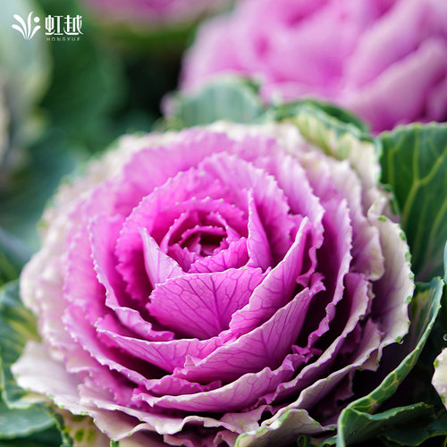 虹越羽衣甘蓝盆栽小苗