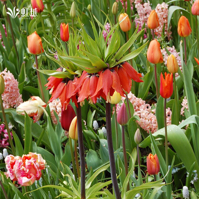 花格贝母种球观赏花卉种子球根