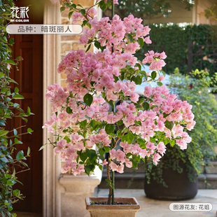 花彩三角梅高飘藤条款不甜西瓜多季开花树苗盆栽精品大苗爬藤老桩