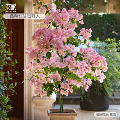 花彩三角梅高飘藤条精品大苗老桩