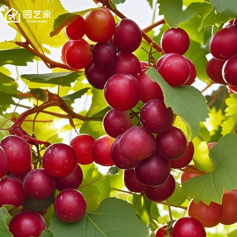 虹越葡萄果树盆栽易养护图片