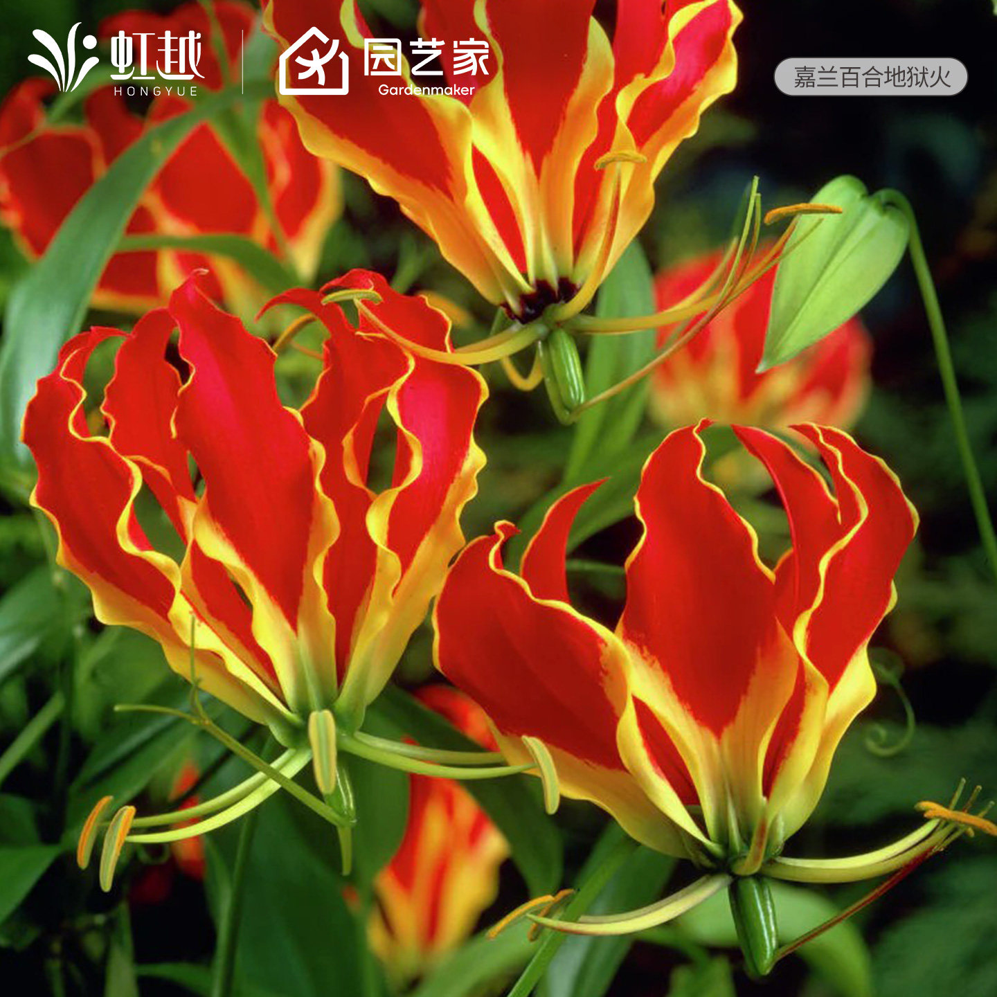 地狱火嘉兰百合种球多年生爬藤本植物耐热夏季花期长花卉植物预售