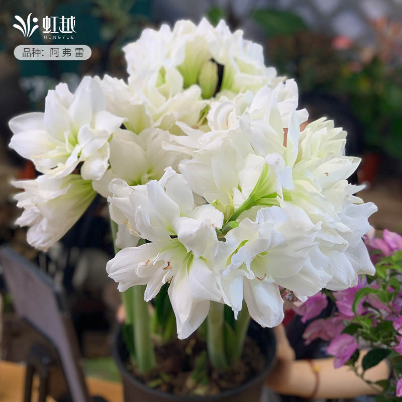 虹越四季朱顶红重瓣开花植物种球